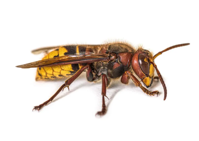 Sršeň obyčajný. Sršne sú druhom sociálnej osy patriacej do čeľade Vespidae (sršňovité). Sú známe svojou veľkosťou, agresívnym správaním a odlišným vzhľadom. Sršne zohrávajú zásadnú úlohu v ekosystémoch, ale môžu predstavovať výzvy aj pre ľudí, najmä keď si stavajú hniezda v blízkosti obytných oblastí. Tento prehľad skúma vlastnosti, správanie a riadenie sršňov.